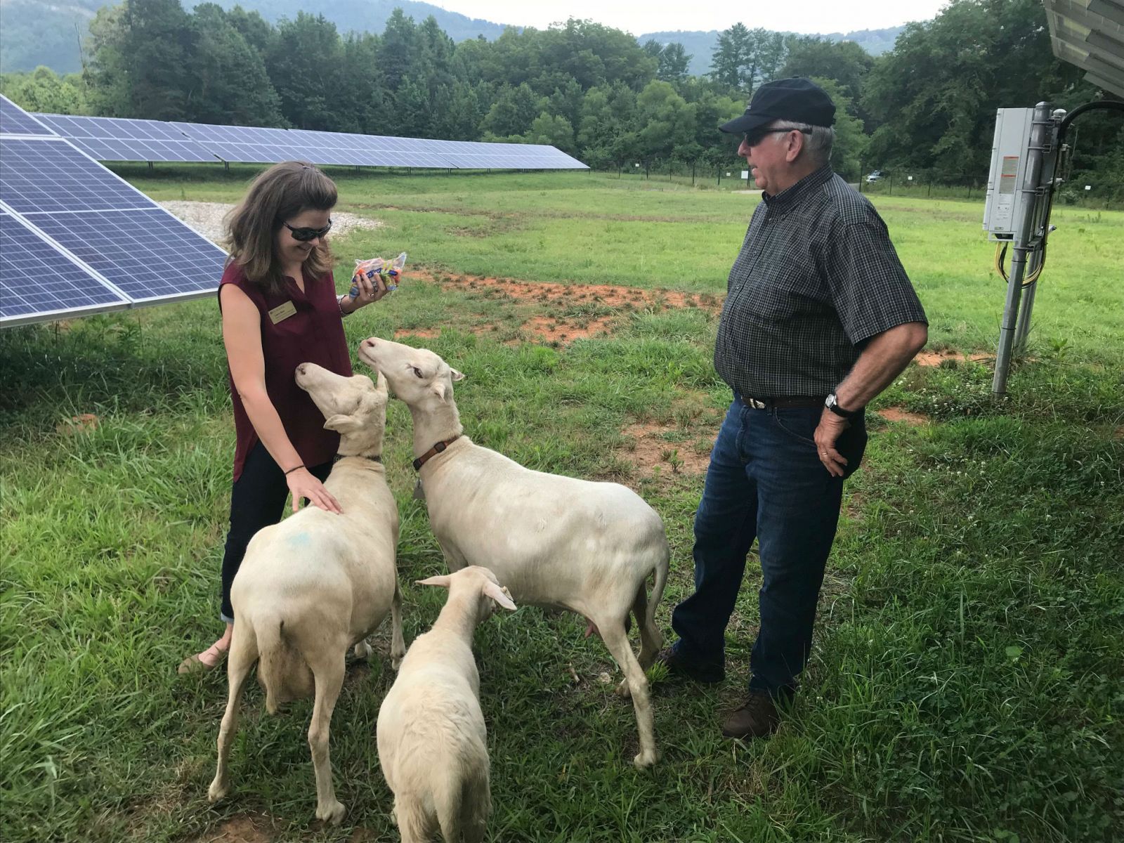 Laura Bain, associate director of sustainability assessment for the Shi Center for Sustainability at Furman, along with farmer Steve Wood, said the university is in the early stages of determining how many sheep the university may need to maintain the grass at the solar farm. (Photo/Teresa Cutlip)