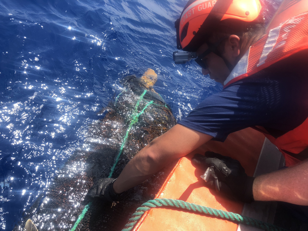 A crew member from Coast Guard Cutter Hamilton helps rescue an olive ridley sea turtle from abandoned fishing nets and line in the Eastern Pacific Ocean. The boat crew cut the turtle free and removed the debris from the ocean. (Photo/Coast Guard Ensign Kiana Kekoa)
