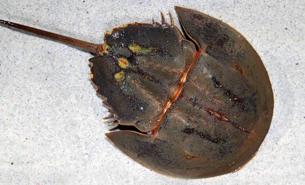 The blue blood of the horseshoe crab is used in medical research and manufacturing. (Photo/Provided)