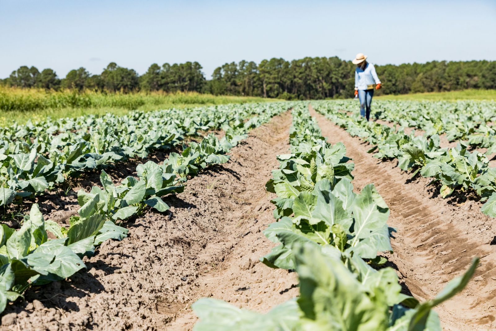 Kiawah River incorporates agriculture into the community development. (Photo/Provided)