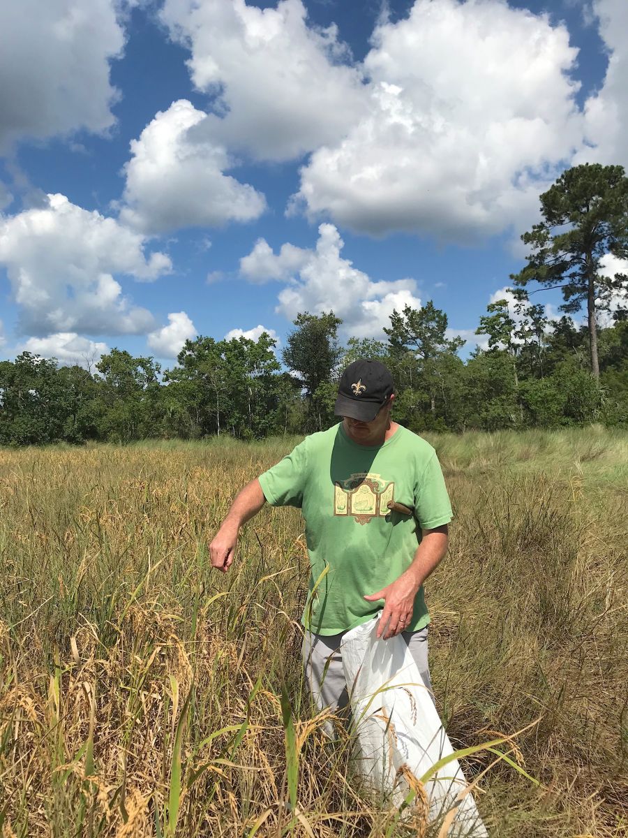 Terra chef Mike Davis harvests Carolina Gold Rice in a field near Savannah. (Photo/Provided)