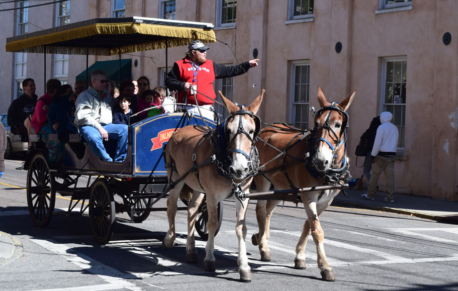 Tommy Doyle, general manager of Palmetto Carriage Works, said after the original ruling that his drivers would continue to be licensed or certified. "Whatever the city offers, my drivers are going to have to maintain that." (Photo/File)