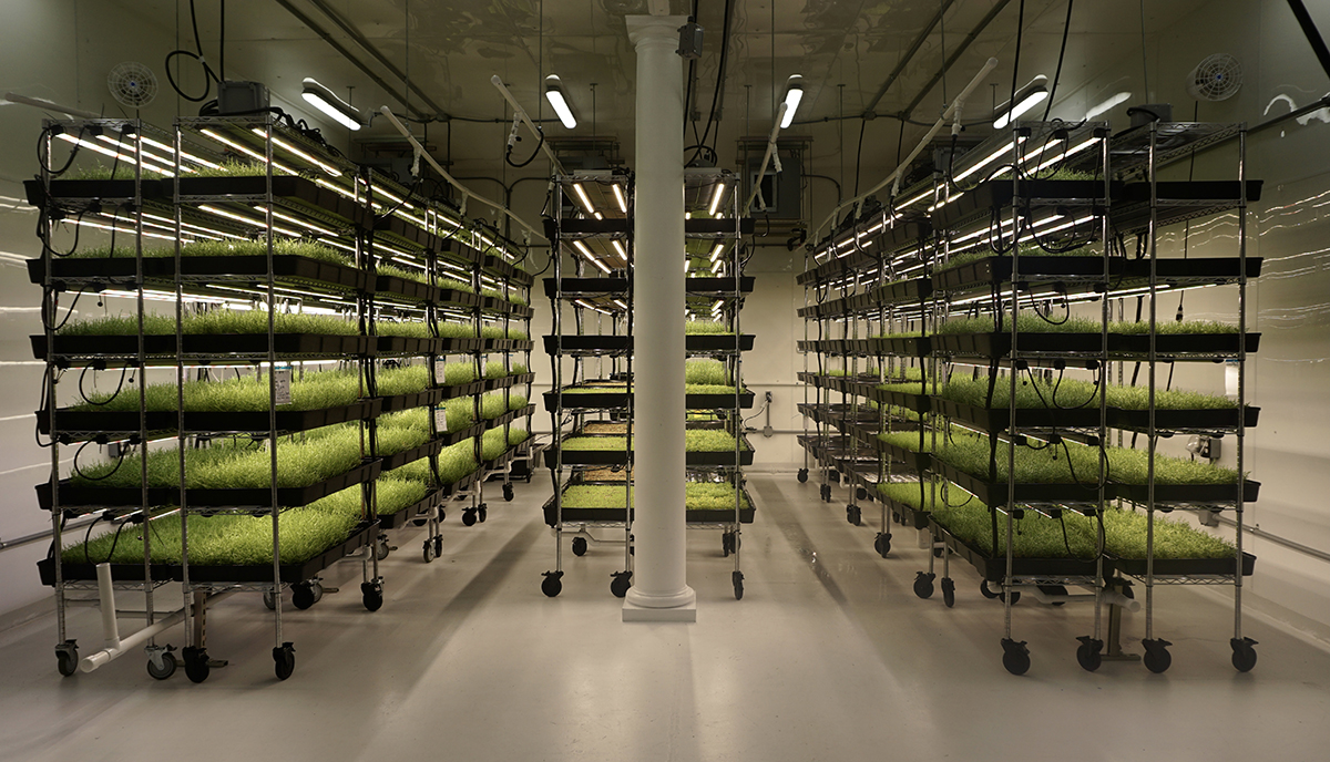 Heron Farms grows its sea beans in vertical racks using an indoor saltwater system. (Photo/Provided)