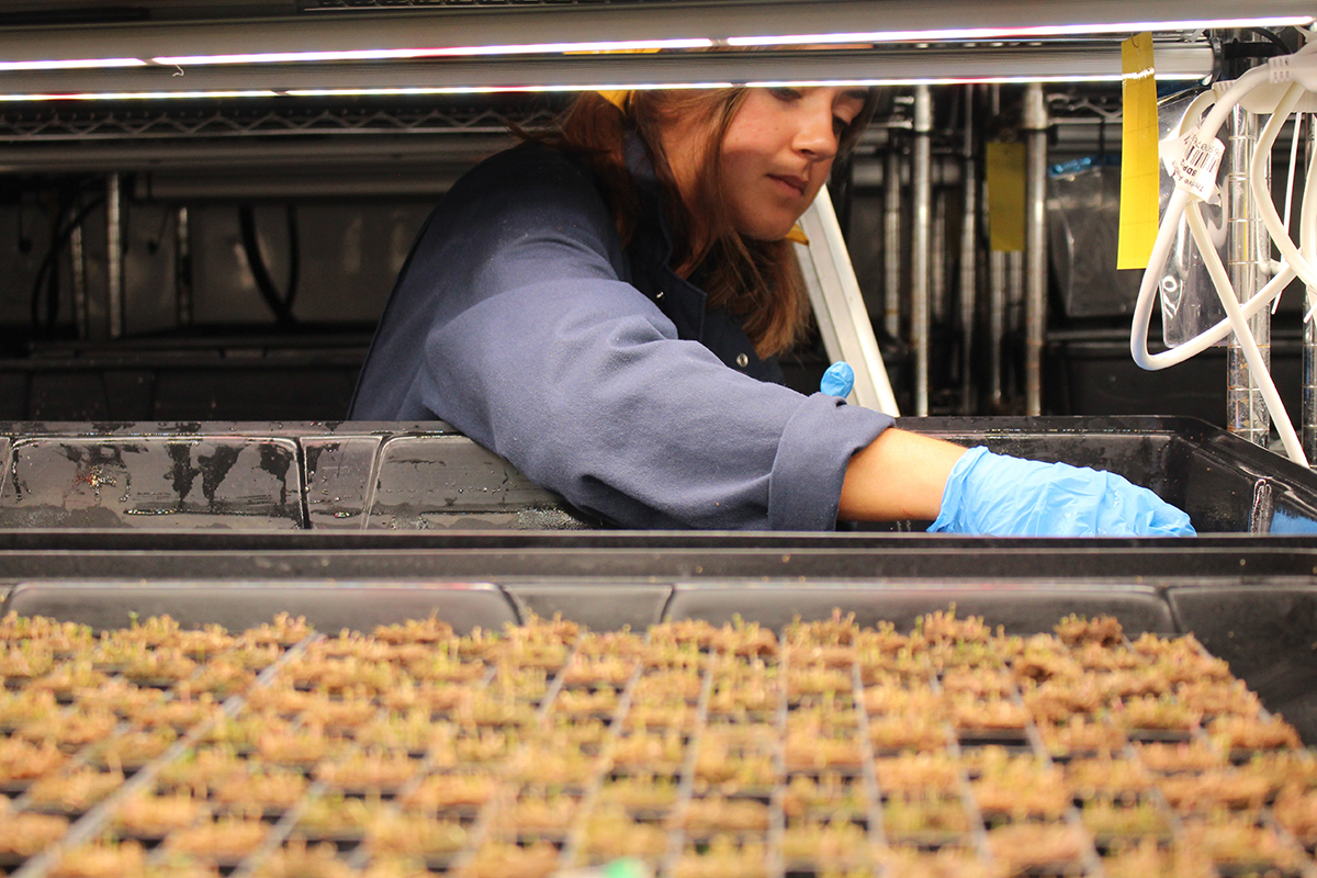 Heron Farms team members wash out the racks before new sea bean seedlings are brought in. (Photo/Alexandria Ng)