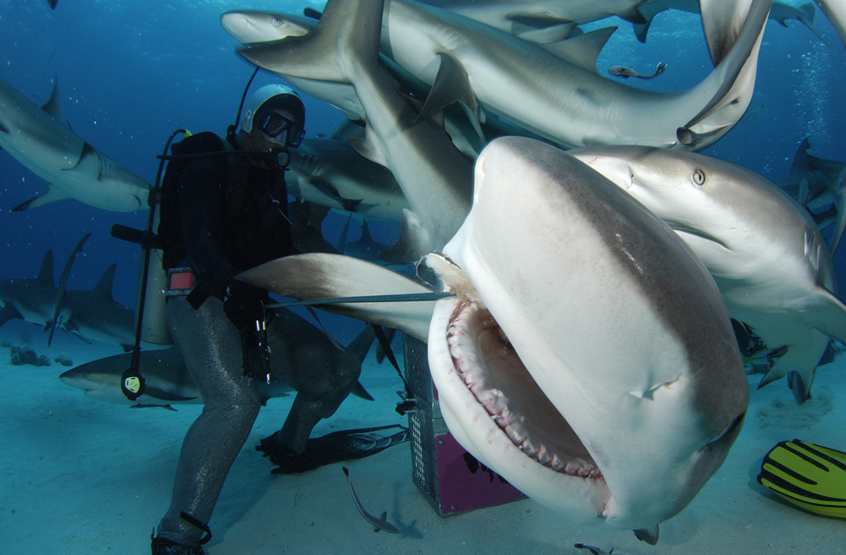 This would be considered a provoked shark encounter. These sharks are "off the hook" so to speak. If these divers get bitten, then it doesn't apply toward our annual count. (Photo/File)
