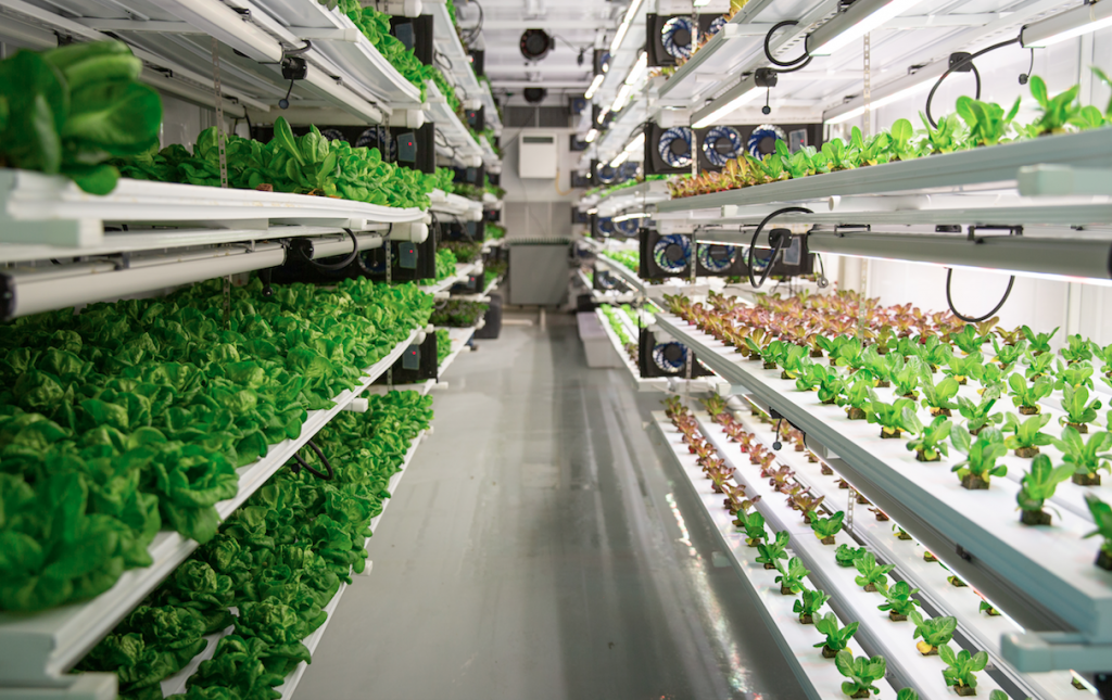 Vertical Roots grows its products in indoor, hydroponic container farms. (Photo/Provided)