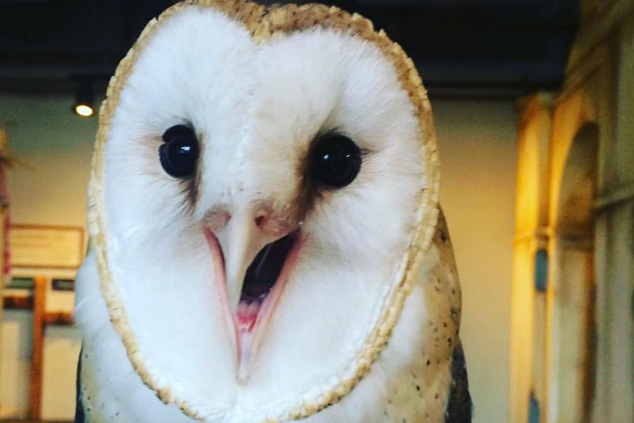 Pippin the barn owl