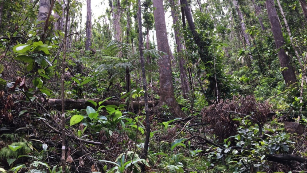 Research showed that trees were more resilient than expected after hurricane damage. (Photo/Clemson University)