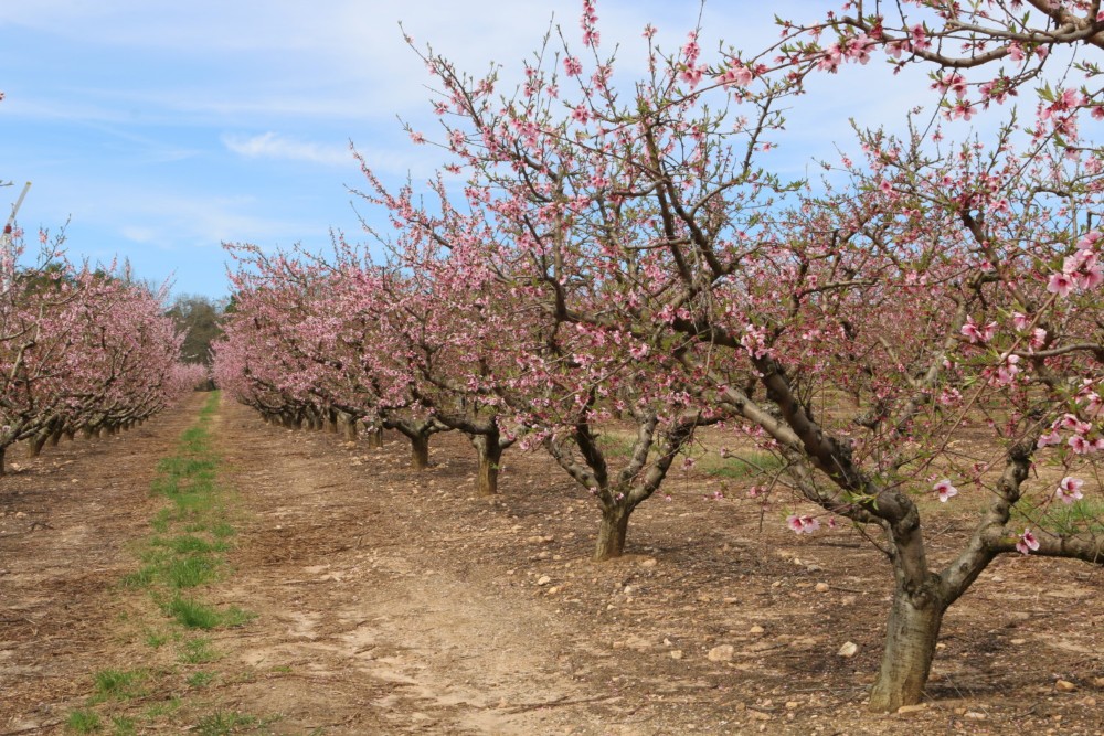 Clemson researchers report that South Carolina peaches survived the recent cold snap but say growers shouldn??t let their guard down just yet. (Photo/Provided)