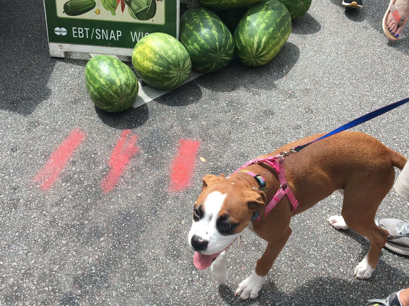 Fresh fruit and cute dogs are always in plentiful supply at Soda City. (Photo/Melinda Waldrop)