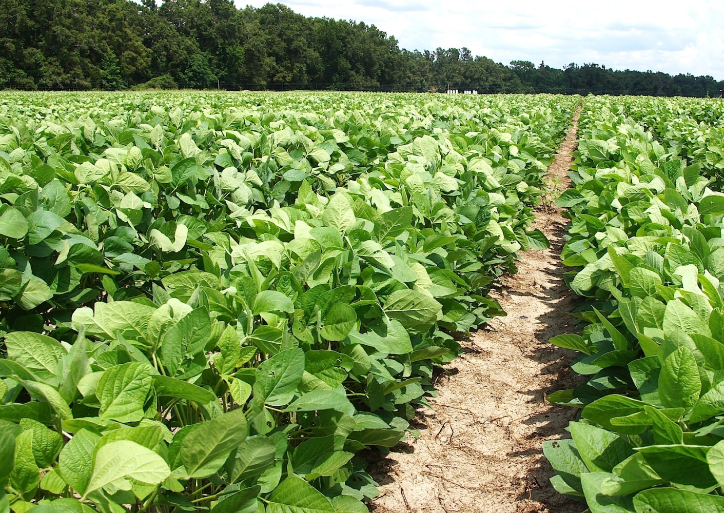 In 2019, S.C. farmers planted 335,000 acres of soybeans, a crop pesticide regulation officials say could be devestated with new herbicide restrictions. (Photo/Provided)