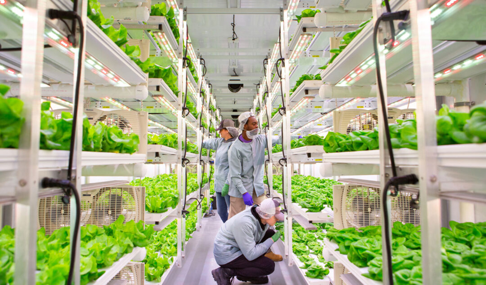 Vertical Roots grows lettuce in recycled shipping containers, allowing the company to compartmentalize each farm. The Charleston-headquartered company is expanding to the Atlanta area. (Photo/Provided)
